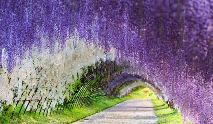 best time to visit Fukuoka