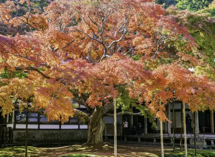 things to do Fukuoka autumn