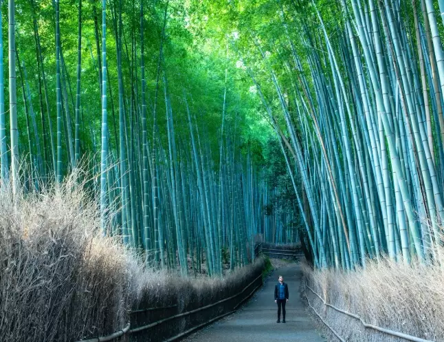 how many days in kyoto how many days in kyoto