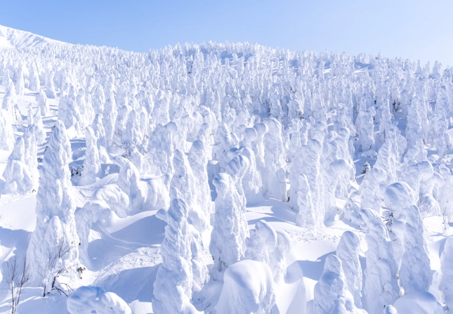 Yamagata Cherry Blossoms