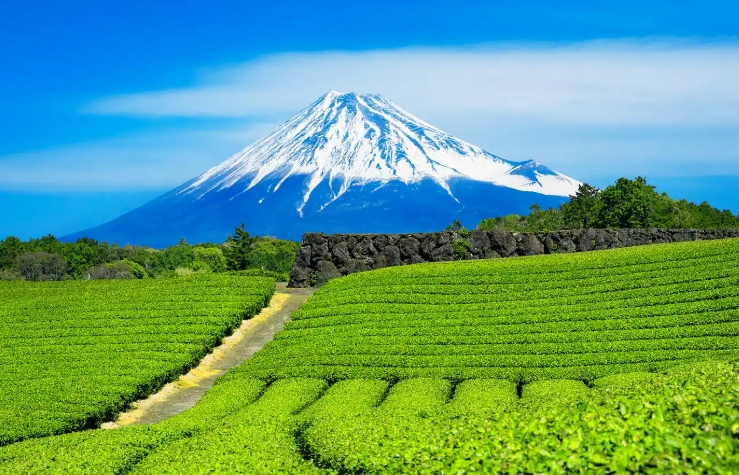 Shizuoka travel guide Shizuoka travel guide