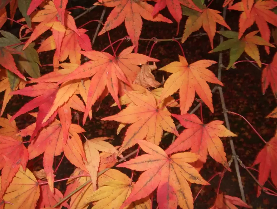 japan fall foliage forecast