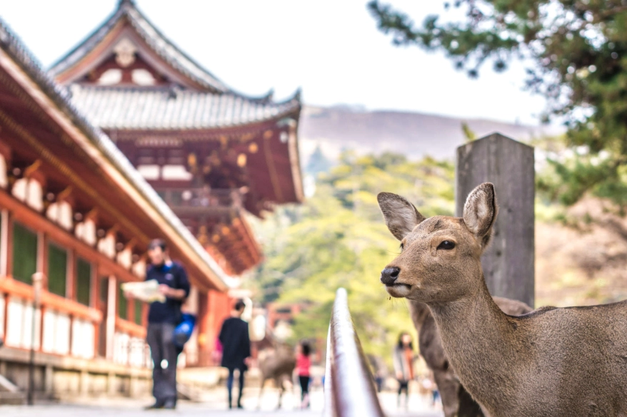 Nara travel guide