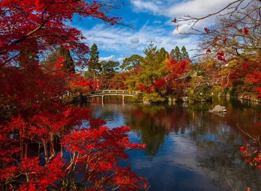 Japan Autumn Leaves Guide: Best Spots, Forecast & Travel Tips