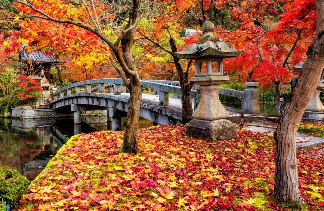 japan autumn leaves