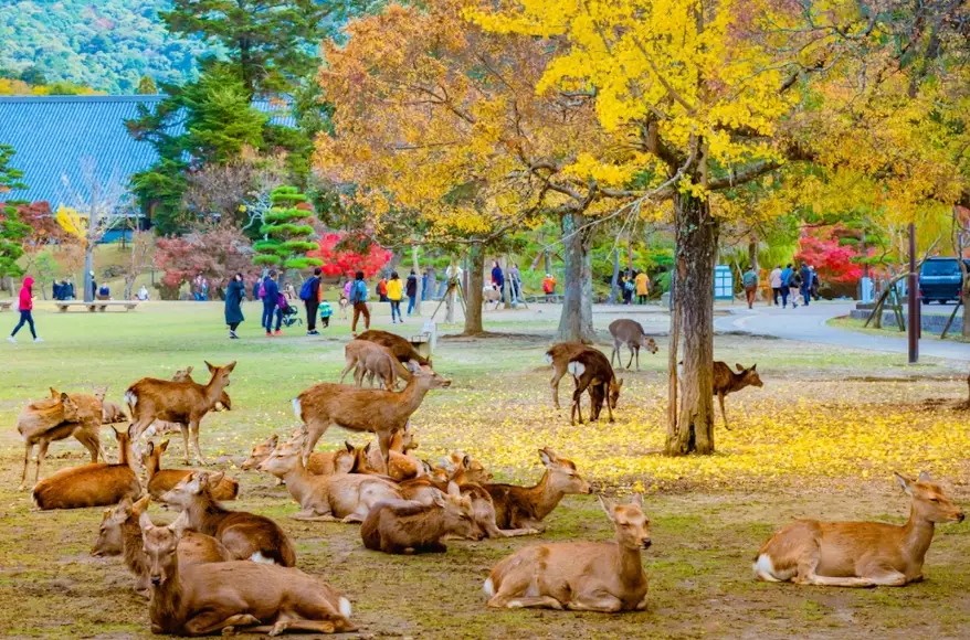 things to do in Nara