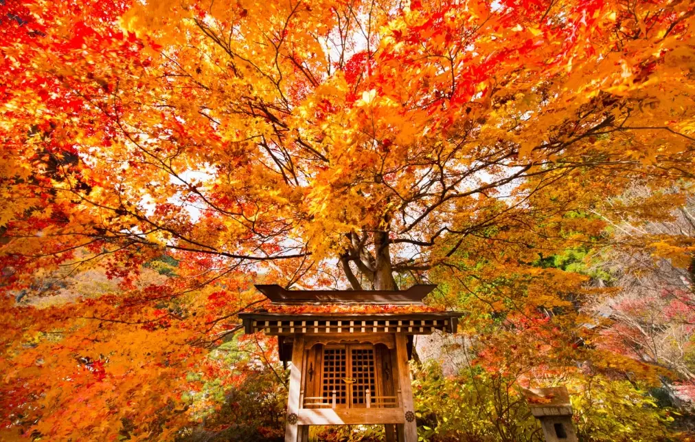 japan fall foliage forecast