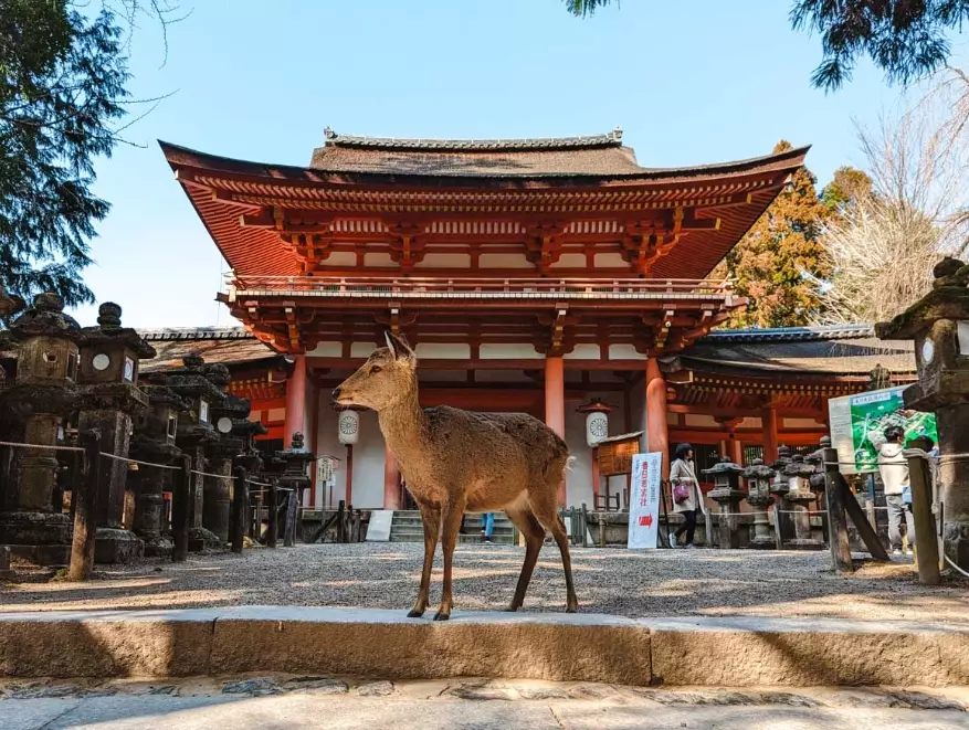 things to do in Nara