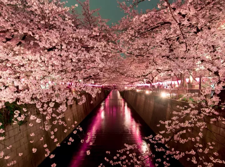 Japan sakura forecast Japan sakura forecast