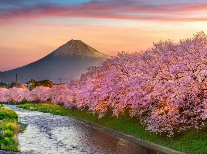 best cherry blossom spots Japan best cherry blossom spots Japan