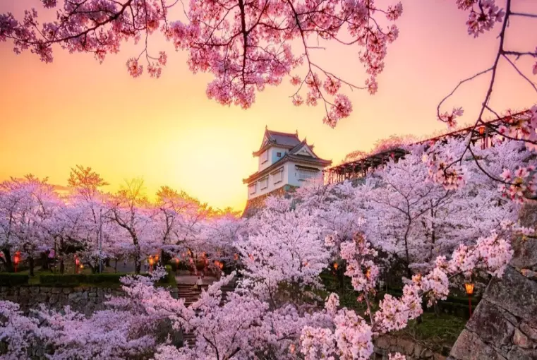 hanami spots tokyo hanami spots tokyo