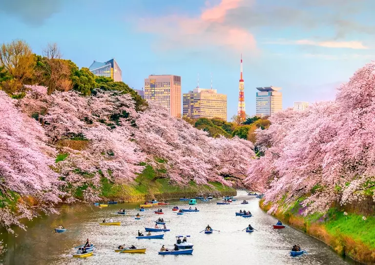 Ultimate Guide to Cherry Blossom Season in Japan: Dates, Spots & Tips