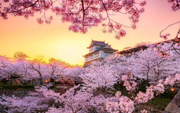 Japan sakura forecast Japan sakura forecast