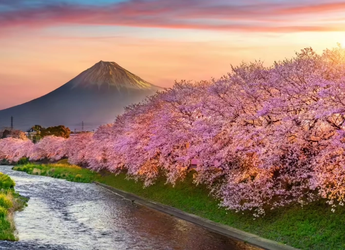 hanami spots tokyo hanami spots tokyo