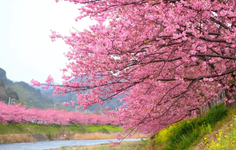 best time to see cherry blossoms in japan best time to see cherry blossoms in japan