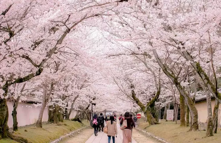 best time to see cherry blossoms in japan best time to see cherry blossoms in japan