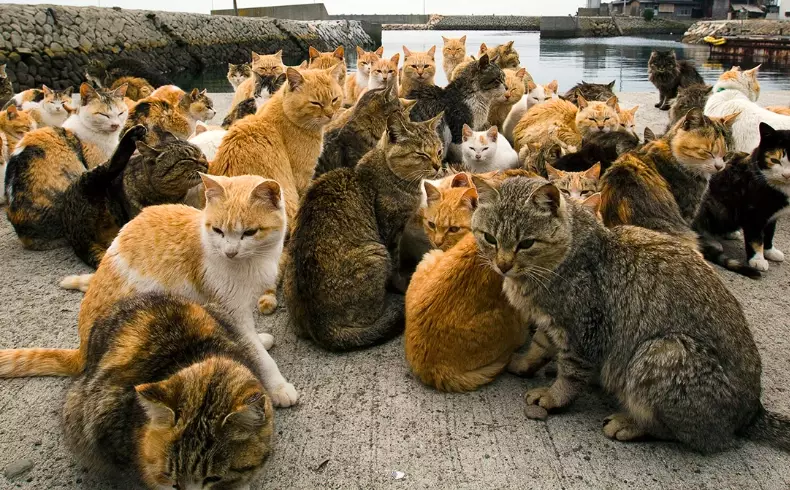 Exploring Cat Island Japan: Your Ultimate Guide to Tashirojima & Aoshima