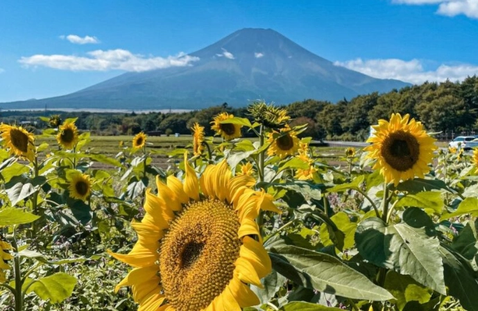 summer in Japan guide