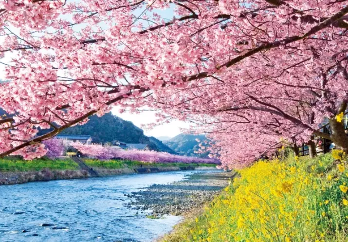 Tokyo to Shizuoka day trip