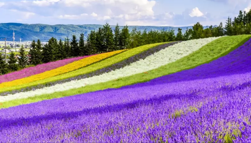 summer in Japan guide