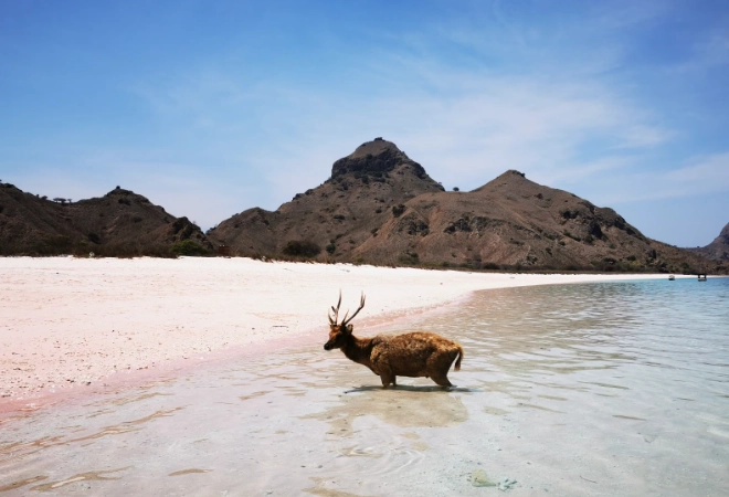 where is pink sand beach in japan