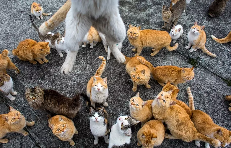 Cats in Enoshima Cats in Enoshima