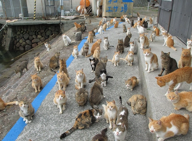 Aoshima dangers Aoshima dangers