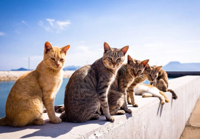 Enoshima travel guide Enoshima travel guide