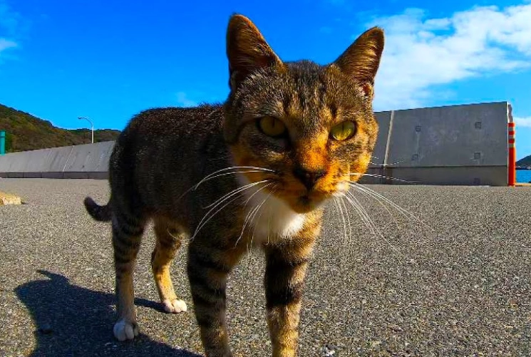Enoshima cat island Japan Enoshima cat island Japan