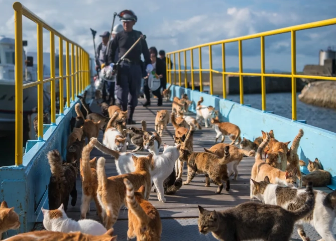 Enoshima cat island Japan Enoshima cat island Japan
