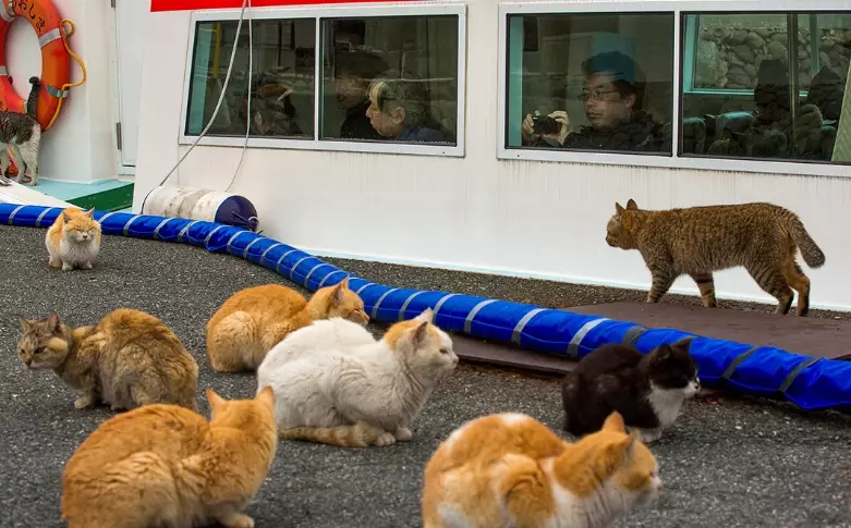 Enoshima travel guide Enoshima travel guide