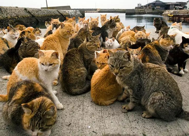 Enoshima cat island Enoshima cat island