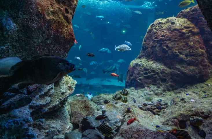 Can you swim in Enoshima Can you swim in Enoshima