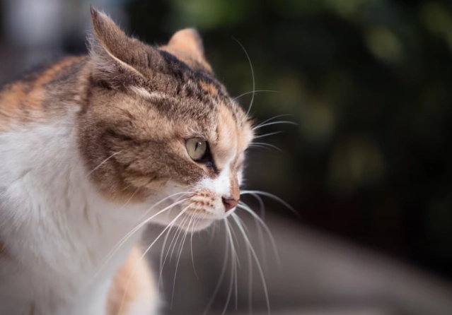 Is Enoshima a Cat Island? Your Complete Guide & What to Expect