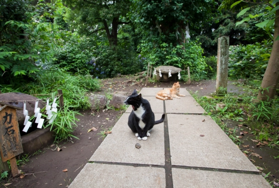 Enoshima cat island Enoshima cat island