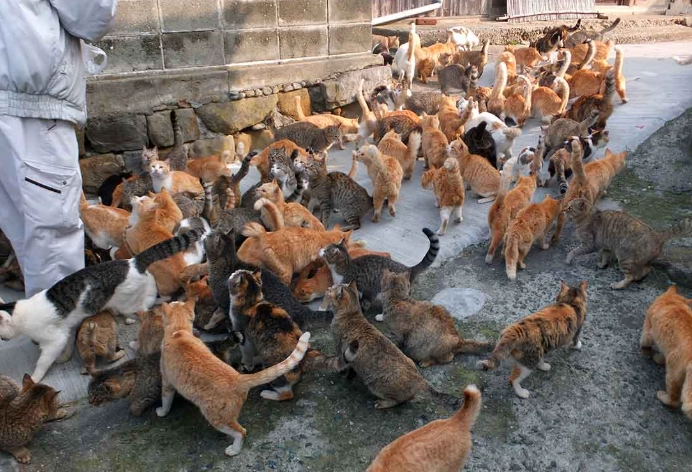 cat island safety cat island safety