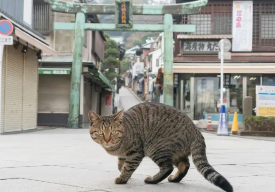 Enoshima island cats Enoshima island cats
