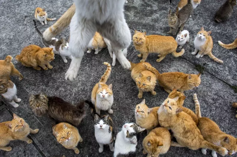 cat island safety cat island safety