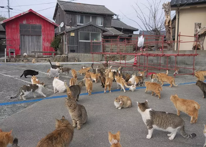 cat island safety cat island safety