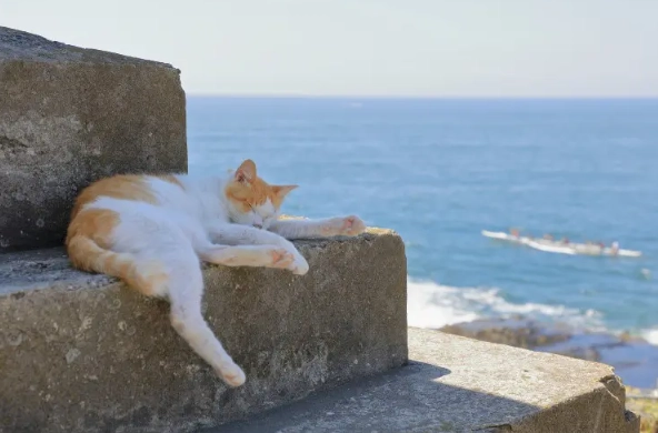 Enoshima Cat Island Guide: Visiting Japan's Feline Paradise