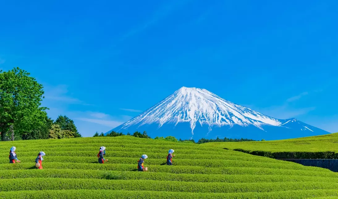 Shizuoka green tea tour