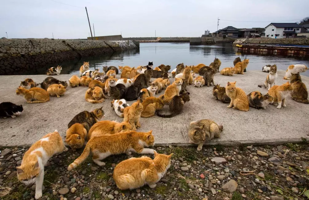 Japan Cat Islands Guide: Visiting Tashirojima and Aoshima