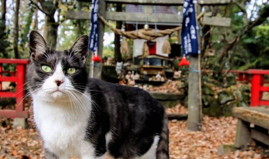 Japan cat islands