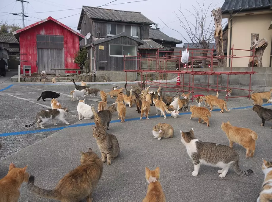 Tashirojima travel guide