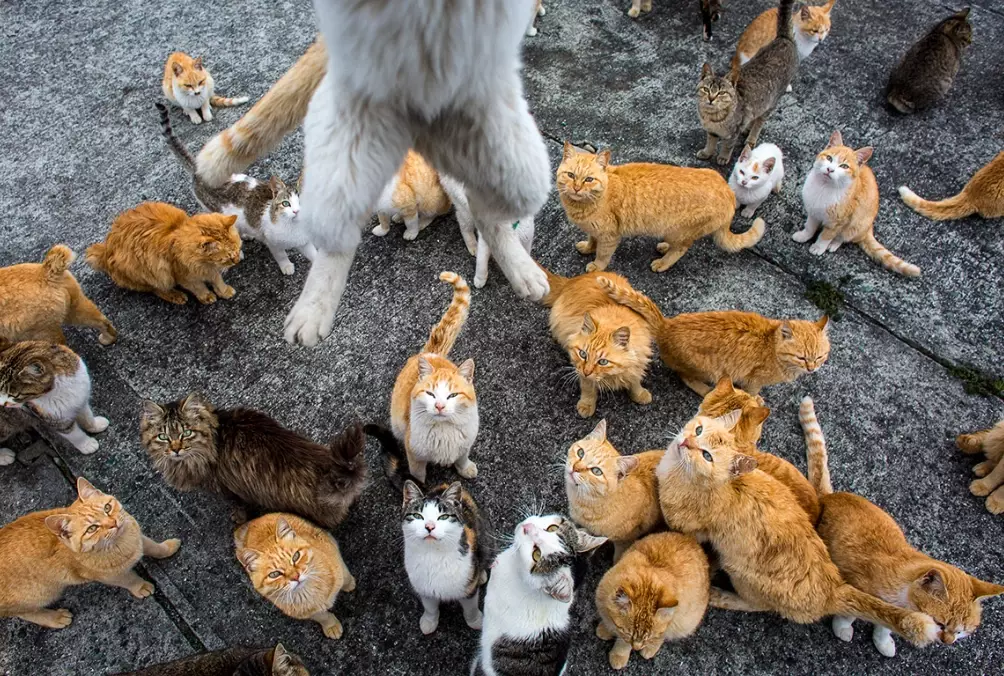 Aoshima cat island