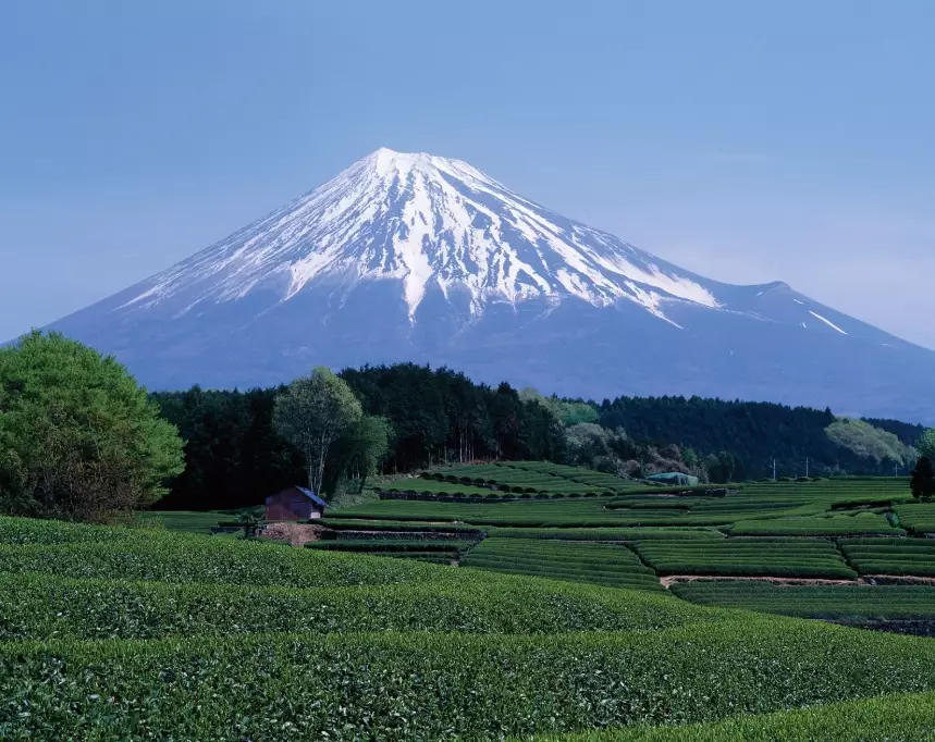 Shizuoka green tea tour