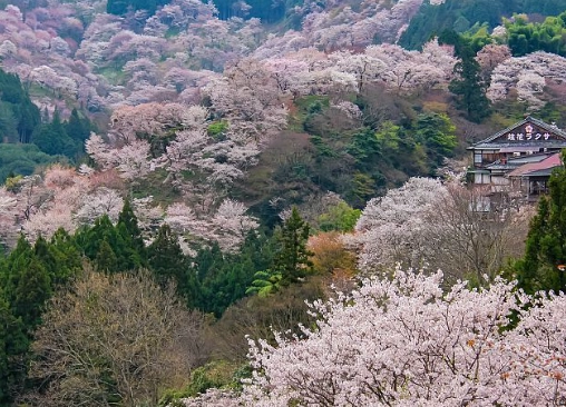 Yoshino hiking trails Yoshino hiking trails