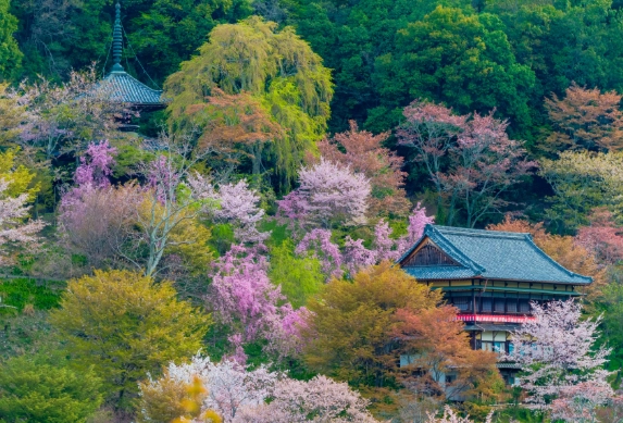 Yoshino hiking trails Yoshino hiking trails