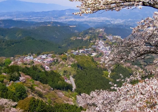 Yoshino cherry blossoms Yoshino cherry blossoms