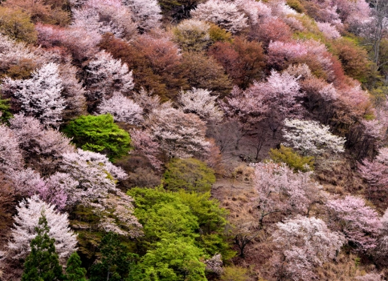 Mt. Yoshino Japan Mt. Yoshino Japan
